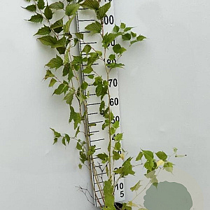 Stephanandra tanakae 60-80 cm 2,0L