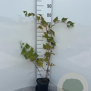 Stephanandra tanakae 60-80 cm 2,0L