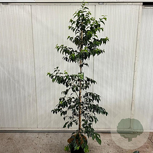Styrax jap. Snowcone 200-250 cm 15L geveerd