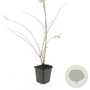 Symphoricarpos ch. 'Hancock' GM P9