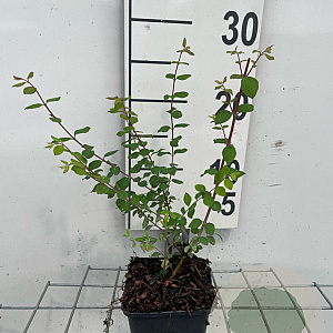 Symphoricarpos ch. 'Hancock' GM P9