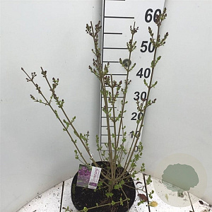 Syringa Dark Purple 60-80 cm 7,5L