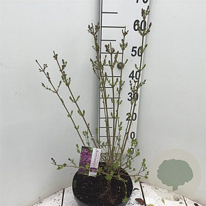 Syringa Dark Purple 60-80 cm 7,5L