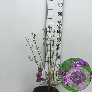 Syringa Dark Purple 60-80 cm 7,5L