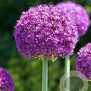 Allium 'Ambassador' GM  P11