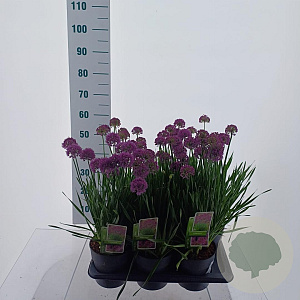 Allium 'Millenium' 20-25 cm 2,0L