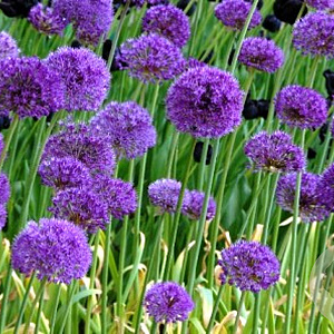 Allium 'Purple Rain' GM P9