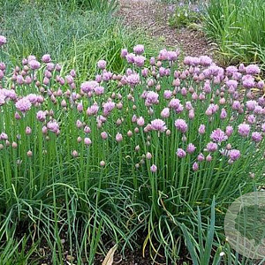 Allium schoenop. 'Curly Mauve' GM P9