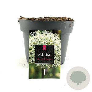 Allium stipitatum 'Mount Everest' GM 2,0L