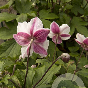 Anemone Dainty Swan GM P9