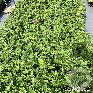 Anemone h. 'Prinz Heinrich' GM 2,0L