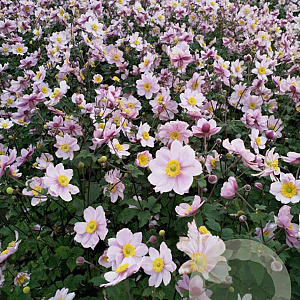Anemone hyb. 'Serenade' GM P9