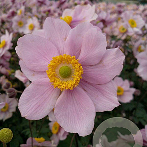 Anemone hyb. 'Serenade' GM P9