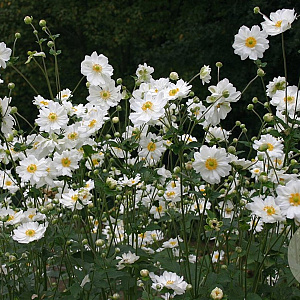 Anemone hyb. 'Whirlwind' GM P9