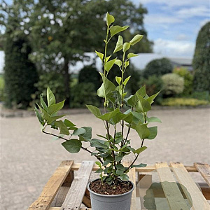 Syringa vulgaris 40-60 cm 2,0L