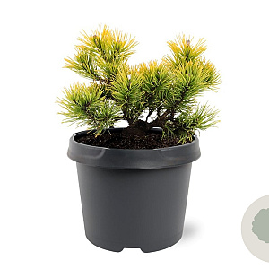Pinus mugo 'Carsten's Wintergold' 20-25 cm 3,0L