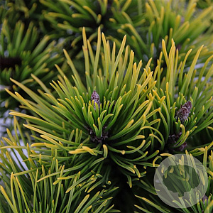 Pinus mugo 'Carsten's Wintergold' 20-25 cm 3,0L