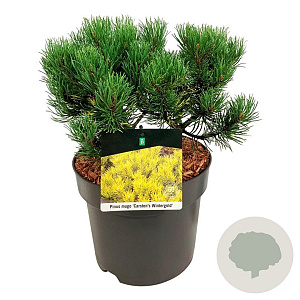 Pinus mugo 'Carsten's Wintergold' 25-30 cm 7,5L
