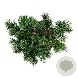 Pinus mugo 'Carsten's Wintergold' 25-30 cm 7,5L