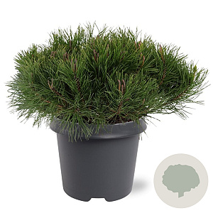 Pinus mugo subsp. mugo 30-40 cm 5,0L