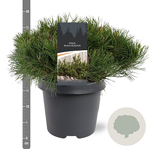 Pinus mugo subsp. mugo 30-40 cm 5,0L