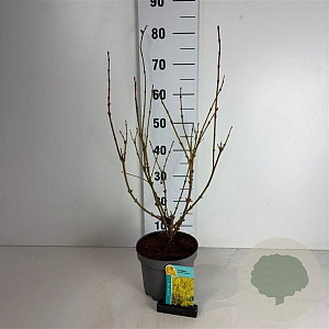 Forsythia int. 'Spectabilis' 50-60 cm 35L