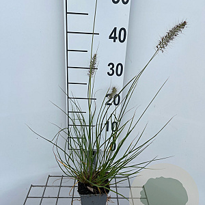 Pennisetum al. 'Hameln' GM P9