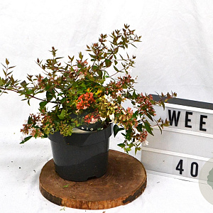 Abelia grandiflora 25-30 cm 3,0L