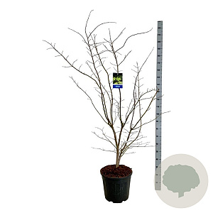 Acer Arctic Jade 150-175 cm 30L extra