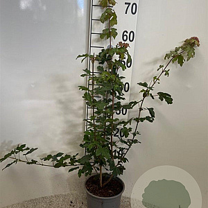 Acer campestre 60-80 cm 2,0L