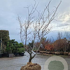 Acer japonicum 'Aconitifolium' 200-250 cm draadkluit meerstammig