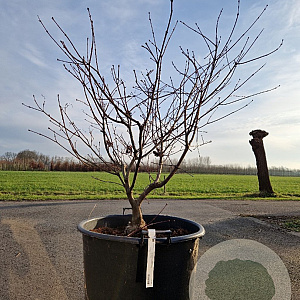 Acer japonicum 'Vitifolium' 100-125 cm container multiplateau