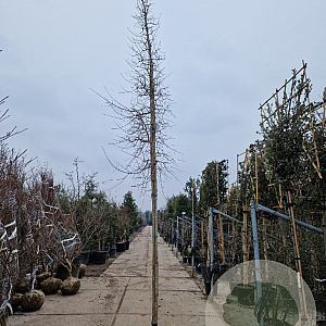 Acer monspessulanum 200 cm stam container 16-18 leiboom