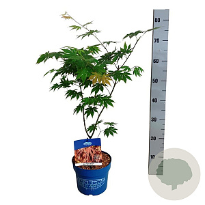 Acer North Wind 40-50 cm 3,0L