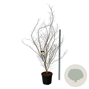 Acer North Wind 200-225 cm cont. 55L extra