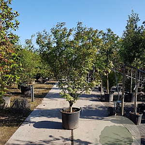 Acer palmatum 250-300 cm container meerstammig