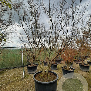 Acer palmatum 300-350 cm container solitair meerstammig