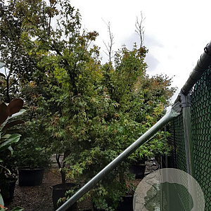 Acer palmatum 300-350 cm container solitair meerstammig