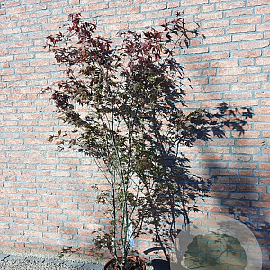 Acer pal. 'Atropurpureum' 150-175 cm 15L