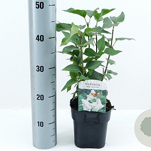 Syringa v. 'Mme Lemoine' 30-40 cm 2,0L