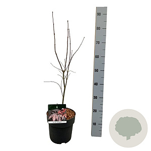 Acer pal. 'Bloodgood' 50-60 cm 4,5L