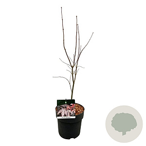 Acer pal. 'Bloodgood' 50-60 cm 4,5L