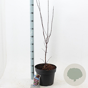 Acer pal. 'Bloodgood' 60-80 cm 10L