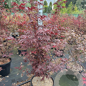 Acer pal. 'Bloodgood' 100-125 cm 30L