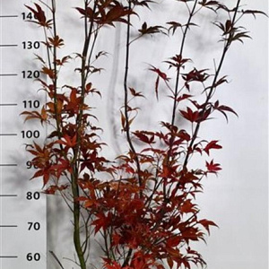 Acer pal. 'Bloodgood' 125-150 cm 15L