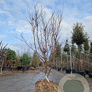 Acer pal. 'Bloodgood' 150-175 cm draadkluit meerstammig