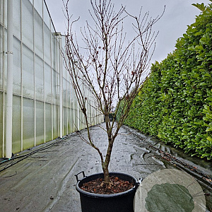 Acer pal. 'Bloodgood' 150-175 cm container meerstammig