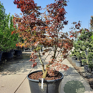 Acer pal. 'Bloodgood' 175-200 cm container meerstammig