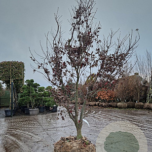 Acer pal. 'Bloodgood' 200-250 cm draadkluit meerstammig 4 X verplant extra