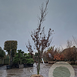 Acer pal. 'Bloodgood' 200-250 cm draadkluit meerstammig